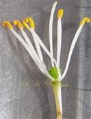  Stamens and Pistil